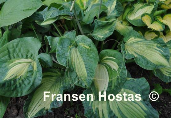 Hosta Golden Meadows