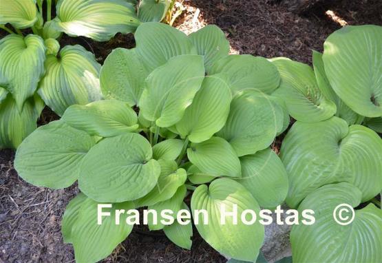 Hosta Golden Medallion