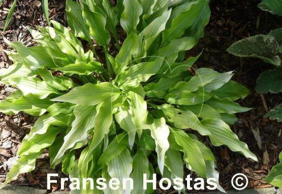 Hosta Golden Oriole