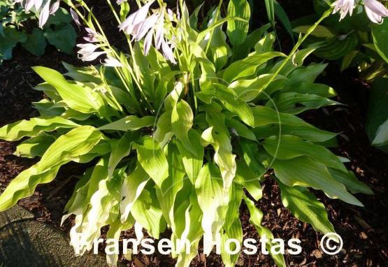 Hosta Golden Oriole