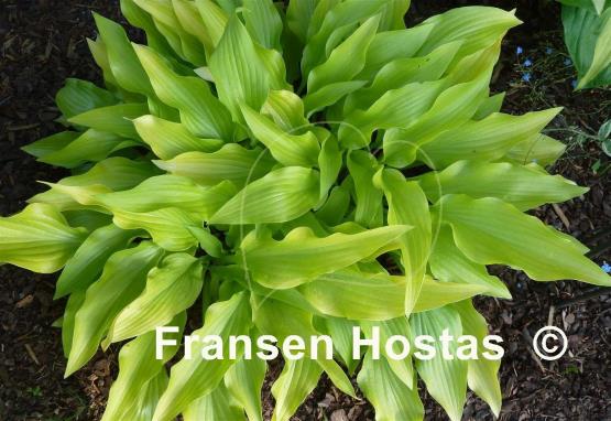 Hosta Golden Oriole