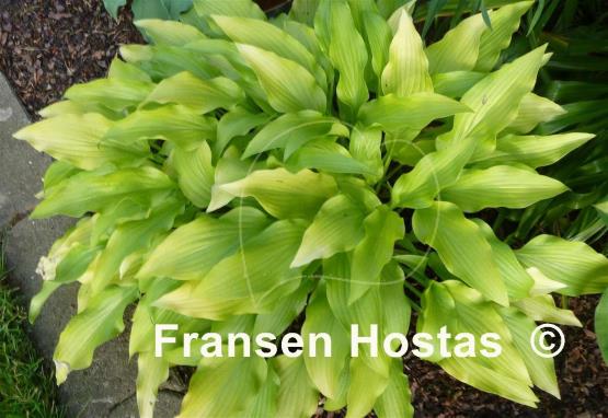 Hosta Golden Oriole