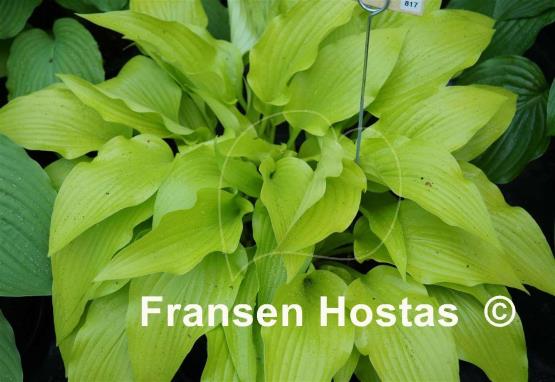 Hosta Golden Oriole