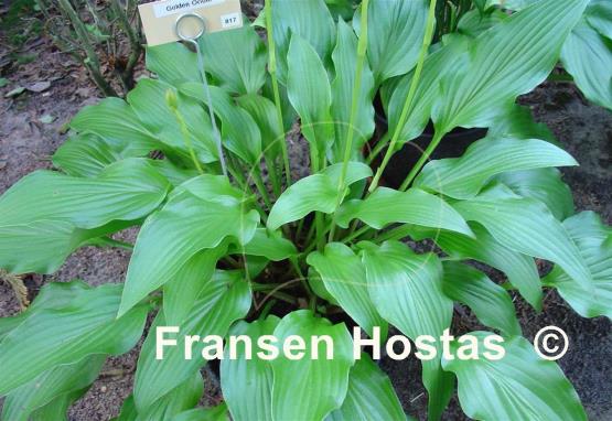 Hosta Golden Oriole