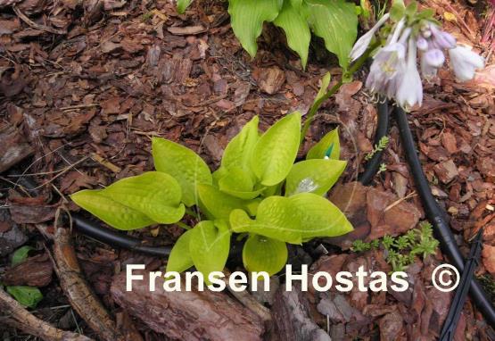 Hosta Golden Prayers
