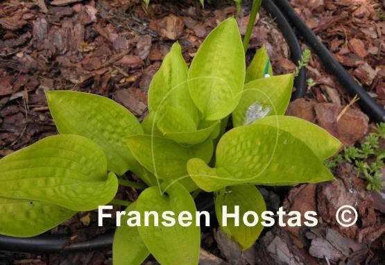 Hosta Golden Prayers