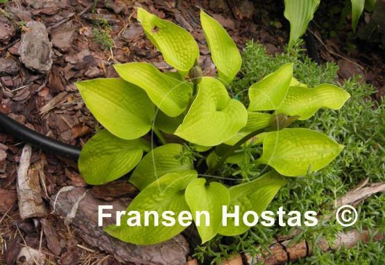 Hosta Golden Prayers