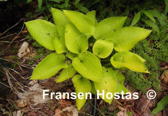 Hosta Golden Prayers