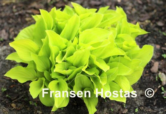 Hosta Golden Scepter