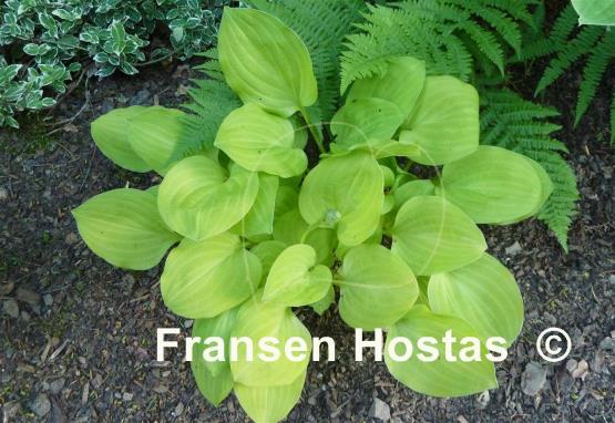 Hosta Golden Scepter