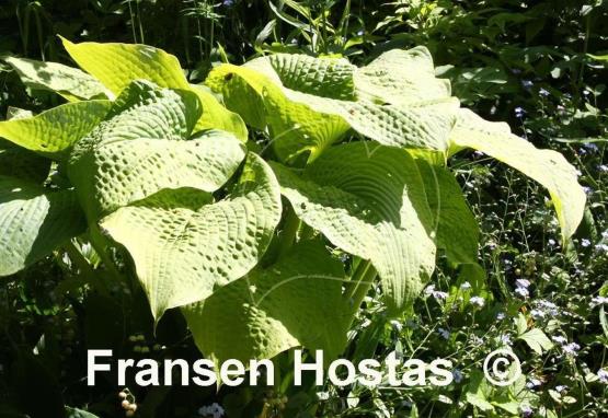 Hosta Golden Sculpture