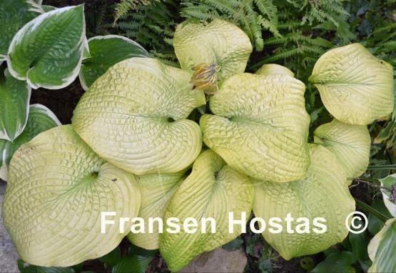 Hosta Golden Sculpture