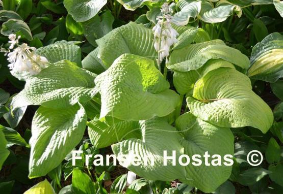 Hosta Golden Sculpture