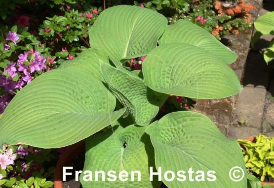 Hosta Golden Sculpture