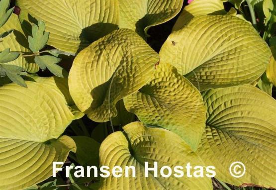 Hosta Golden Sculpture