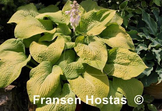 Hosta Golden Sculpture