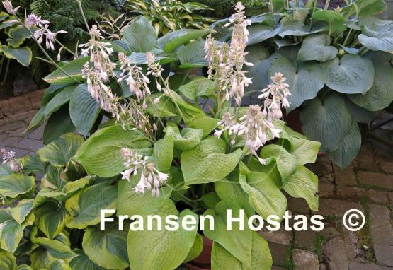 Hosta Golden Sculpture