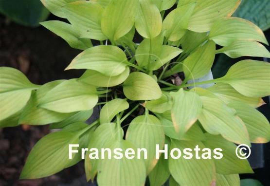 Hosta Golden Spades