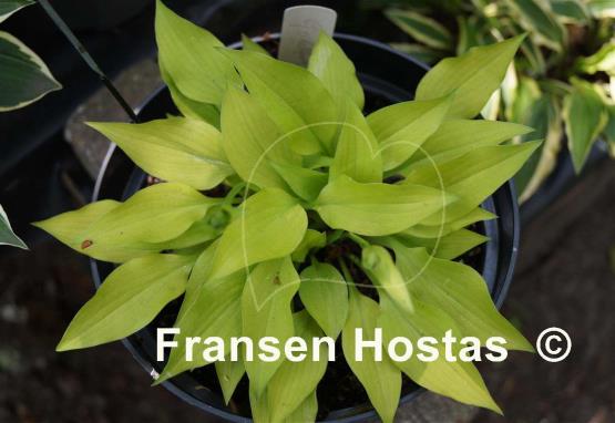 Hosta Golden Spades
