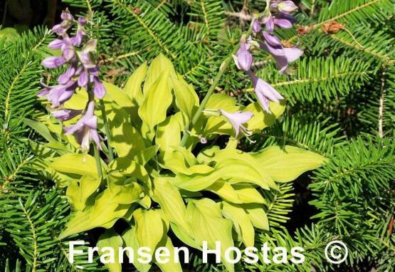 Hosta Golden Spades