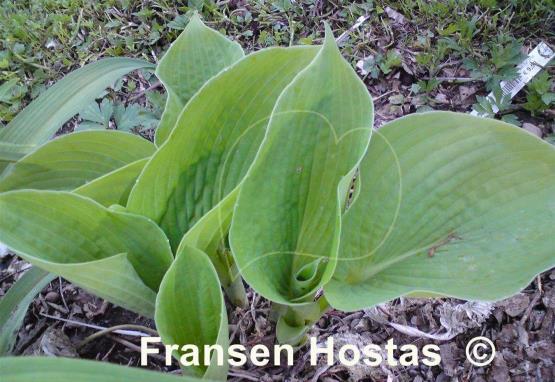 Hosta Golden Sunburst