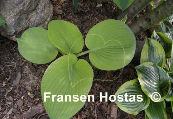 Hosta Golden Sunburst