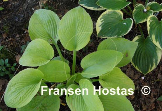 Hosta Golden Sunburst