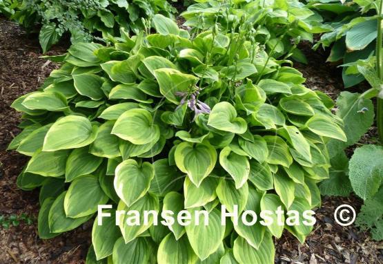 Hosta Golden Tiara