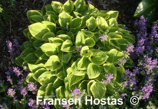 Hosta Golden Tiara
