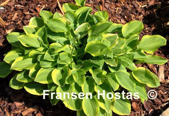 Hosta Golden Tiara