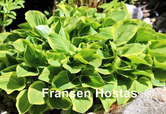 Hosta Golden Tiara