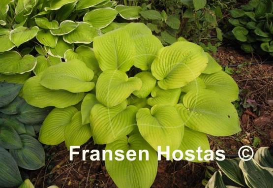 Hosta Golden Waffles