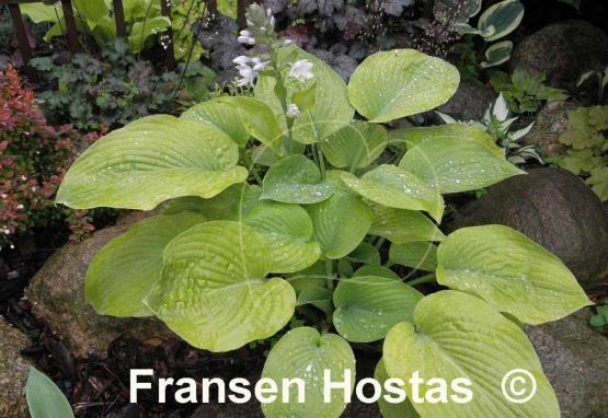Hosta Golden Waffles