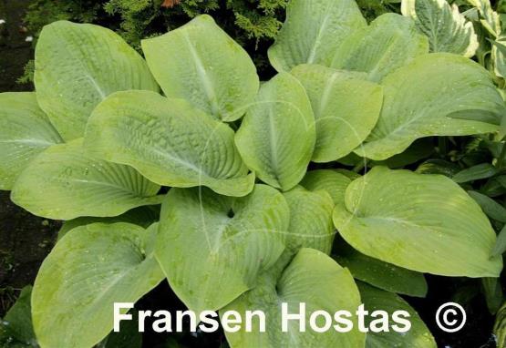Hosta Golden Waffles