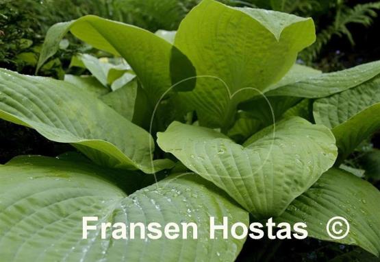Hosta Golden Waffles
