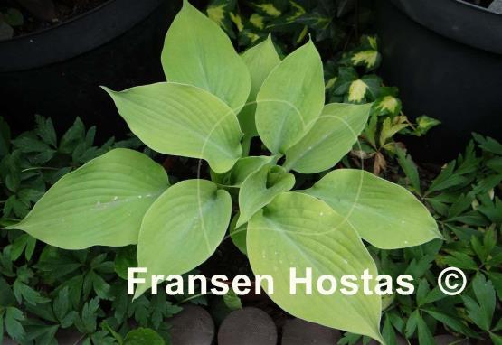 Hosta Golden Waffles