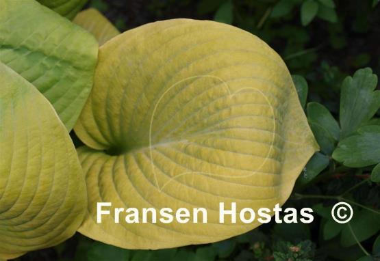 Hosta Golden Waffles