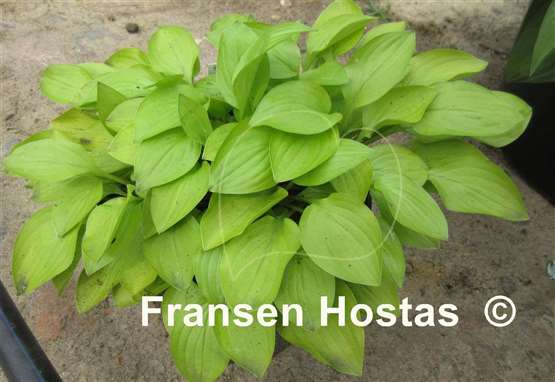 Hosta Goldene Woge