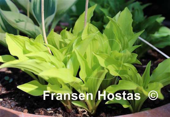 Hosta Goldene Woge