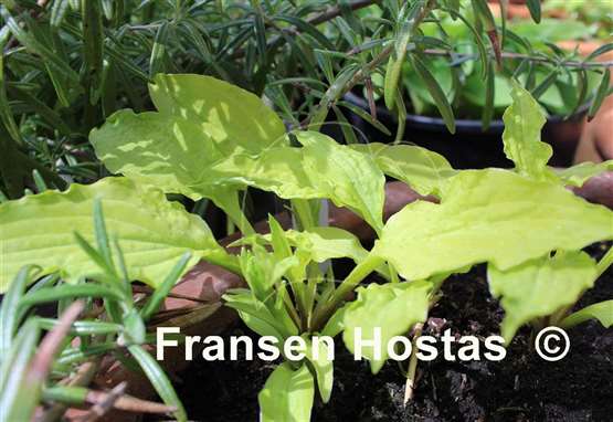 Hosta Goldene Woge