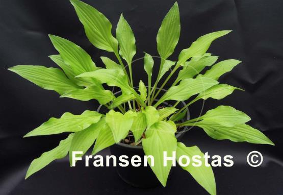 Hosta Goldene Woge