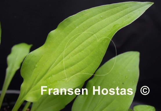 Hosta Goldene Woge