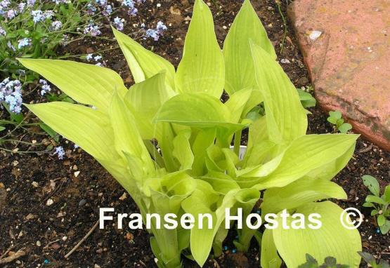 Hosta Goldpfeil