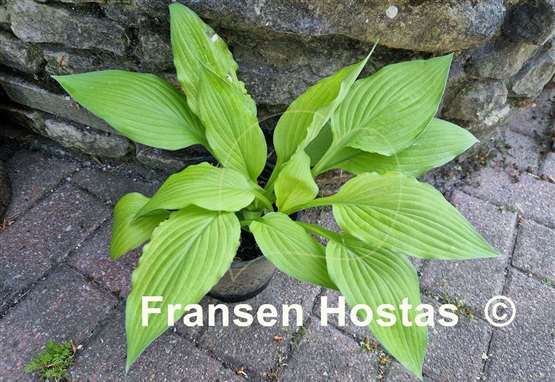 Hosta Goldpfeil