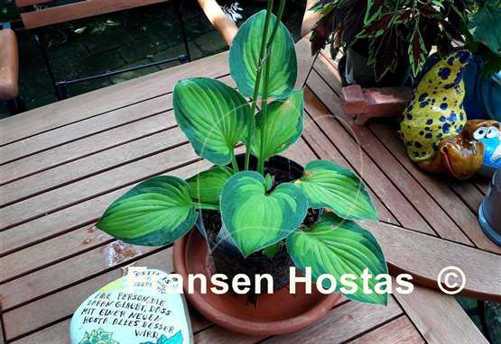 Hosta Goldrush