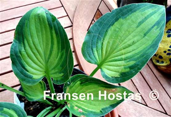 Hosta Goldrush