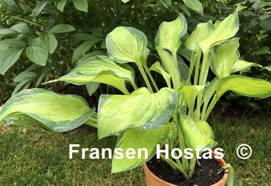 Hosta Goldrush