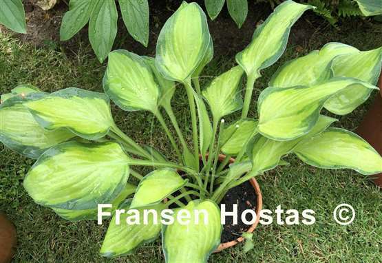 Hosta Goldrush