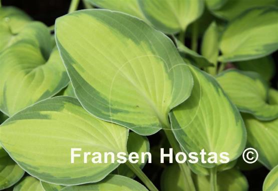 Hosta Goldrush