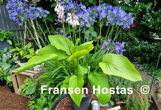 Hosta Goldsmith